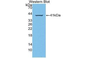 Western Blotting (WB) image for anti-Amphiregulin (AREG) (AA 20-100) antibody (ABIN3209784) (Amphiregulin 抗体  (AA 20-100))