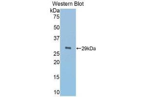 Western Blotting (WB) image for anti-alpha-1-B Glycoprotein (A1BG) (AA 220-415) antibody (ABIN1857837) (A1BG 抗体  (AA 220-415))