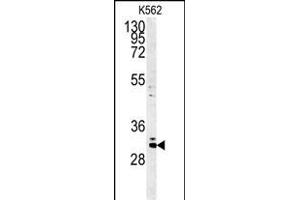 Western blot analysis of C2orf49 Antibody (N-term) (ABIN651382 and ABIN2840213) in K562 cell line lysates (35 μg/lane). (C2orf49 抗体  (N-Term))