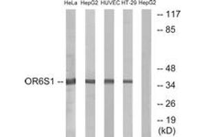 Western blot analysis of extracts from HeLa/HepG2/HuvEc/HT-29 cells, using OR6S1 Antibody. (OR6S1 抗体  (AA 165-214))