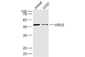 Lane 1: jurkat  Lane 2: U251 lysates probed with HRH3 Polyclonal Antibody, Unconjugated  at 1:300 dilution and 4˚C overnight incubation. (HRH3 抗体  (AA 281-380))