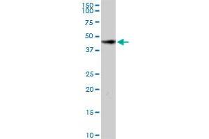 HOMER2 MaxPab rabbit polyclonal antibody. (HOMER2 抗体  (AA 1-343))