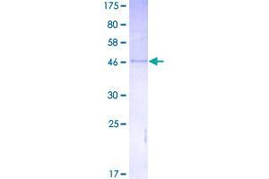 IGF2 Protein (AA 1-180) (GST tag)