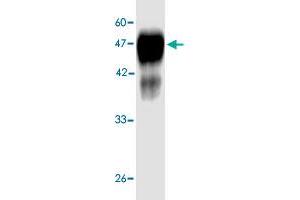 Western blot analysis in  Legionella pneumophila  groEL recombinant protein with  Legionella pneumophila  groEL monoclonal antibody, clone 6d59s  at 1 : 1000 dilution. (Chaperonin GroEL (GroEL) (AA 72-478) 抗体)