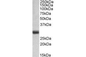 Western Blotting (WB) image for anti-Fibroblast Growth Factor 5 (FGF5) (C-Term) antibody (ABIN2464972) (FGF5 抗体  (C-Term))