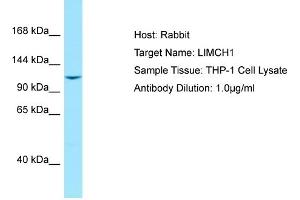 Host: RabbitTarget Name: LIMCH1Antibody Dilution: 1. (LIMCH1 抗体  (C-Term))