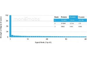 Analysis of Protein Array containing more than 19,000 full-length human proteins using CD31 Mouse Monoclonal Antibody (PECAM1/3528) Z- and S- Score: The Z-score represents the strength of a signal that a monoclonal antibody (MAb) (in combination with a fluorescently-tagged anti-IgG secondary antibody) produces when binding to a particular protein on the HuProtTM array. (CD31 抗体  (AA 625-738))