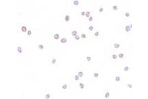 Immunohistochemistry (IHC) image for anti-Zinc Finger E-Box Binding Homeobox 2 (ZEB2) (C-Term) antibody (ABIN1030819) (ZEB2 抗体  (C-Term))