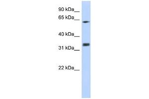 WB Suggested Anti-GNB2L1 Antibody Titration:  0. (GNB2L1 抗体  (N-Term))