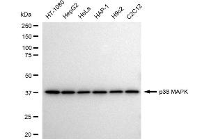 Western blotting analysis using p38 MAPK antibody (ABIN7799447).