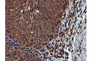 Image no. 3 for anti-Complement Component 1, S Subcomponent (C1S) antibody (ABIN1497565) (C1S 抗体)