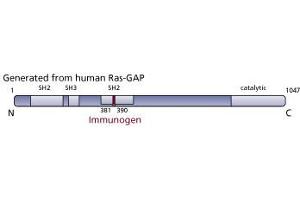 Image no. 3 for anti-RAS P21 Protein Activator (GTPase Activating Protein) 1 (RASA1) (AA 381-390) antibody (ABIN967706)