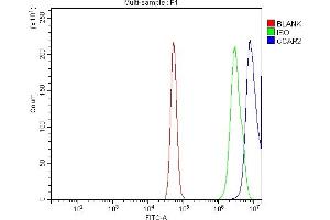 Flow Cytometry analysis of A431 cells using anti-DBC-1/CCAR2 antibody (ABIN7602235). (CCAR2 抗体  (AA 65-917))