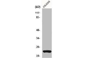 Western Blot analysis of COLO205 cells using NEEP21 Polyclonal Antibody (NSG1 抗体  (Internal Region))