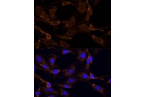 Immunofluorescence analysis of C6 cells using RPL27 Polyclonal Antibody (ABIN6133040, ABIN6147127, ABIN6147128 and ABIN6216885) at dilution of 1:100 (40x lens). (RPL27 抗体  (AA 1-136))