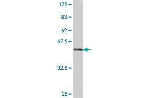 Western Blot detection against Immunogen (38. (OB Cadherin 抗体  (AA 509-617))