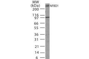 Image no. 1 for anti-Mdc1 (MDC1) (AA 871-888) antibody (ABIN233189) (MDC1 抗体  (AA 871-888))
