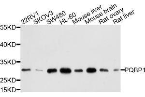 Western blot analysis of extracts of various cell lines, using PQBP1 antibody. (PQBP1 抗体)