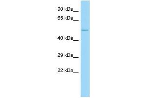 Western Blotting (WB) image for anti-Collagen, Type XXIII, alpha 1 (COL23A1) (C-Term) antibody (ABIN2790325)
