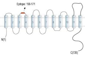 anti-Sodium Hydrogen Exchanger 7 (SLC9A7) (AA 158-171), (Extracellular), (Loop 2) antibody