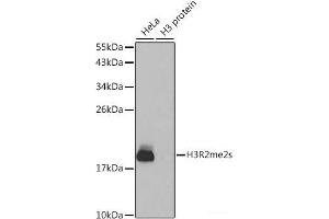 Western blot analysis of extracts of various cell lines using Symmetric DiMethyl-Histone H3-R2 Polyclonal Antibody. (Histone 3 抗体  (H3R2me2s))