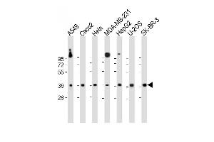 All lanes : Anti-GATSL2 Antibody (N-term) at 1:1000 dilution Lane 1: A549 whole cell lysate Lane 2: Caco2 whole cell lysate Lane 3: Hela whole cell lysate Lane 4: MDA-MB-231 whole cell lysate Lane 5: HepG2 whole cell lysate Lane 6: U-2OS whole cell lysate Lane 7: SK-BR-3 whole cell lysate Lysates/proteins at 20 μg per lane. (GATSL2 抗体  (N-Term))