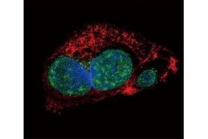 Confocal immunofluorescent analysis of SLUG antibody with HepG2 cells followed by Alexa Fluor 488-conjugated goat anti-rabbit lgG (green).