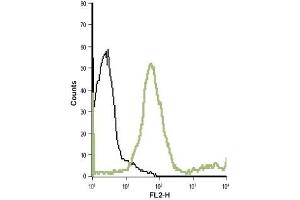 Cell surface detection of mGluR7 in live intact human T cell leukemia (Jurkat) cell line: (black line) Unstained cells + goat-anti-rabbit-PE. (GRM7 抗体  (Extracellular))
