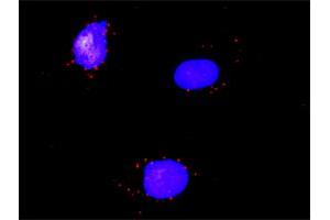 Proximity Ligation Analysis of protein-protein interactions between RXRA and RARA. (Retinoic Acid Receptor alpha 抗体  (AA 315-424))