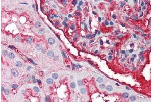 Human Kidney (formalin-fixed, paraffin-embedded) stained with EDA2R antibody ABIN214487 at 2. (Ectodysplasin A2 Receptor 抗体)