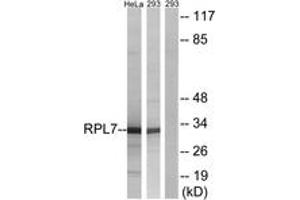 Western blot analysis of extracts from 293/HeLa cells, using RPL7 Antibody. (RPL7 抗体  (AA 199-248))