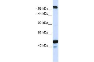 KIAA1618 antibody used at 0. (RNF213 抗体  (N-Term))