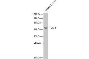 Western blot analysis of extracts of mouse kidney, using USF1 antibody (ABIN6128892, ABIN6149985, ABIN6149986 and ABIN6217607) at 1:1000 dilution. (USF1 抗体  (AA 1-310))