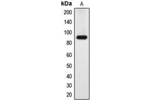 Western blot analysis of DYRK1A expression in HeLa (A) whole cell lysates.