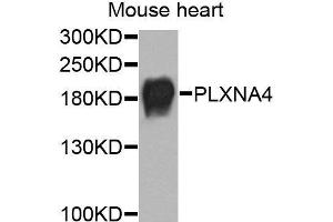 Western blot analysis of extracts of mouse heart, using PLXNA4 antibody (ABIN6003699) at 1/1000 dilution. (Plexin A4 抗体)