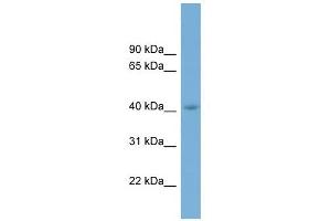 CGRRF1 antibody used at 1 ug/ml to detect target protein. (CGR19 抗体  (Middle Region))