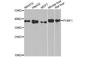 Western blot analysis of extracts of various cell lines, using PCBP1 antibody (ABIN5998462) at 1/1000 dilution. (PCBP1 抗体)