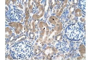 LRPAP1 antibody was used for immunohistochemistry at a concentration of 4-8 ug/ml to stain Epithelial cells of renal tubule (arrows) in Human Kidney. (LRPAP1 抗体  (C-Term))