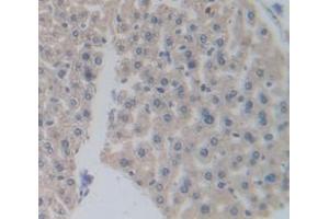 IHC-P analysis of Mouse Tissue, with DAB staining. (PPARD 抗体  (AA 29-147))