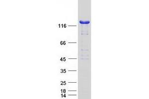 Western Blotting (WB) image for Nardilysin (N-Arginine Dibasic Convertase) (NRD1) (Transcript Variant 1) protein (Myc-DYKDDDDK Tag) (ABIN2726830)
