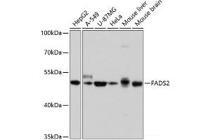 Western blot analysis of extracts of various cell lines using FADS2 Polyclonal Antibody at dilution of 1:1000. (FADS2 抗体)