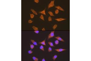 Immunofluorescence analysis of HeLa cells using eEF1G Rabbit mAb (ABIN7267024) at dilution of 1:100 (40x lens). (EEF1G 抗体)