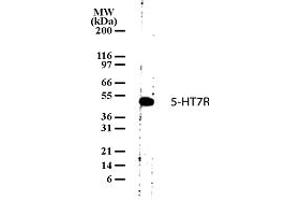 Image no. 1 for anti-5-Hydroxytryptamine (serotonin) Receptor 7 (Adenylate Cyclase-Coupled) (HTR7) (AA 13-28) antibody (ABIN208771) (HTR7 抗体  (AA 13-28))