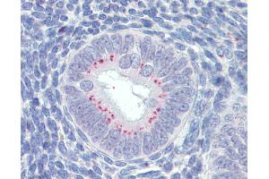 Anti-SFRP1 antibody IHC of human uterus. (SFRP1 抗体  (AA 171-183))
