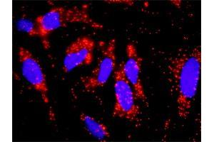 Proximity Ligation Analysis of protein-protein interactions between CRKL and EGFR. (EGFR 抗体  (AA 1-405))