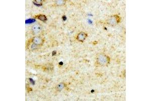 Immunohistochemical analysis of NFU1 staining in mouse brain formalin fixed paraffin embedded tissue section. (NFU1 抗体)