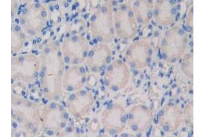 DAB staining on IHC-P; Samples: Mouse Kidney Tissue (NEXN 抗体  (AA 421-607))