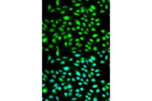 Immunofluorescence (IF) image for anti-Cyclin H (CCNH) (AA 1-323) antibody (ABIN3021259) (Cyclin H 抗体  (AA 1-323))