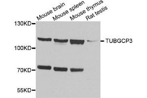 Western blot analysis of extract of various cells, using TUBGCP3 antibody. (TUBGCP3 抗体)