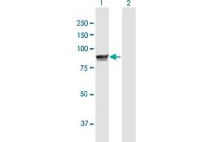 Western Blot analysis of MPP5 expression in transfected 293T cell line by MPP5 MaxPab polyclonal antibody. (MPP5 抗体  (AA 1-675))